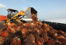 Moody’s revises Sawit Sumbermas’ Ratings Outlook to Negative