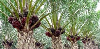 GIMNI: Indonesia’s CPO Productions 48.4MT in 2021 FGV, Tabung Haji to Sell Assets in Indonesia